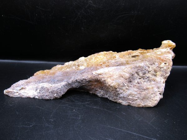 Genuine Tampa Bay Agatized Coral Fossil for Sale from Florida #7c