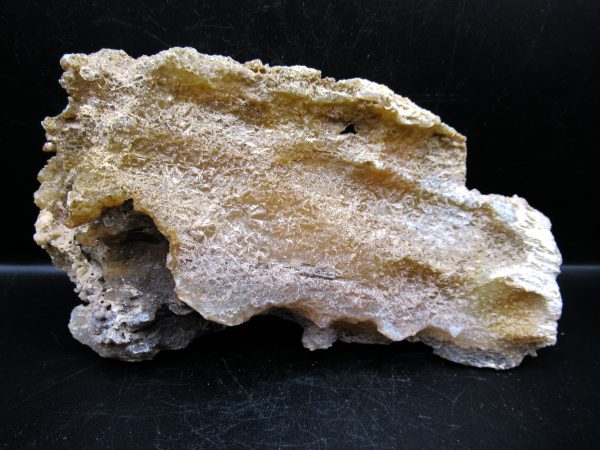 Genuine Tampa Bay Agatized Coral Fossil for Sale from Florida #8a