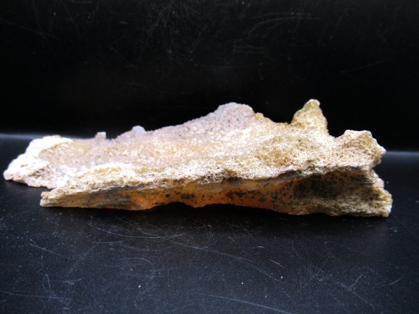 Genuine Tampa Bay Agatized Coral Fossil for Sale from Florida #8c