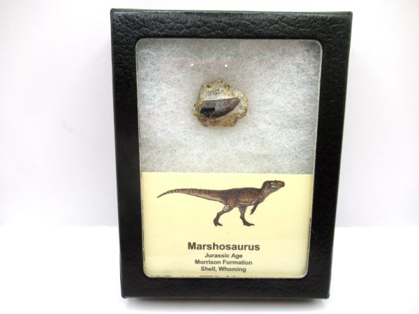 Genuine Jurassic Age Marshosaurus Dinosaur Tooth Fossil From Wyoming For Sale #1