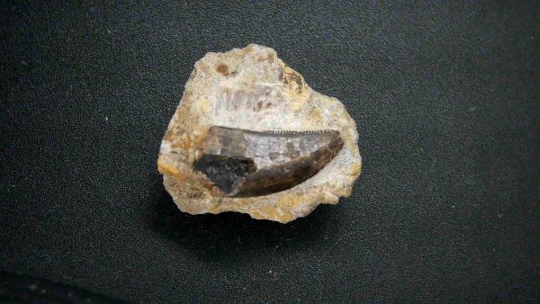 Genuine Jurassic Age Marshosaurus Dinosaur Tooth Fossil From Wyoming For Sale #1a