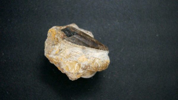 Genuine Jurassic Age Marshosaurus Dinosaur Tooth Fossil From Wyoming For Sale #1b