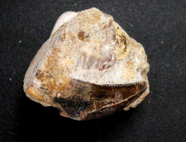 Genuine Jurassic Age Marshosaurus Dinosaur Tooth Fossil From Wyoming For Sale #1e