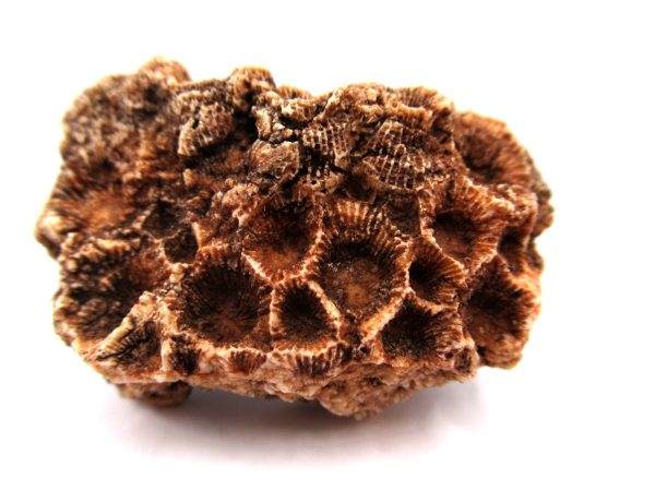 General Devonian Age Hexagonaria Coral Fossils From Arizona For Sale #1