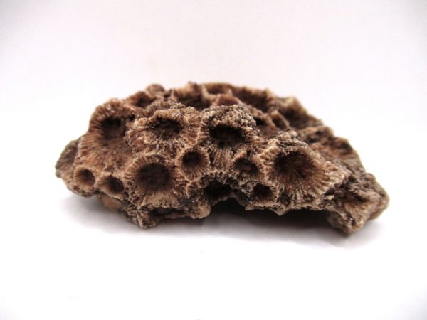 General Devonian Age Hexagonaria Coral Fossils From Arizona For Sale #1b