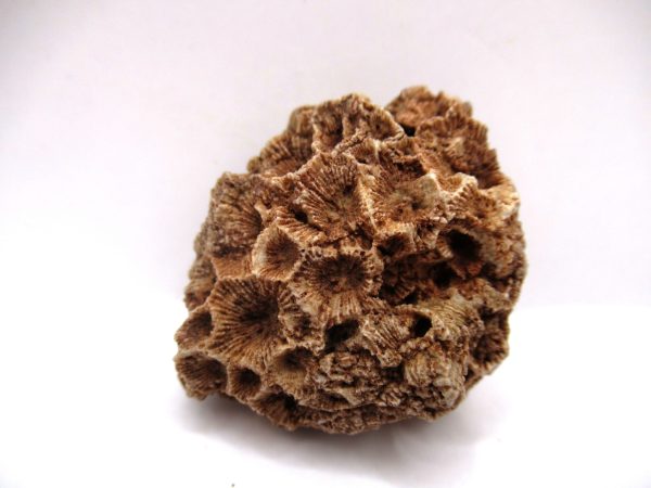 General Devonian Age Hexagonaria Coral Fossils From Arizona For Sale #3