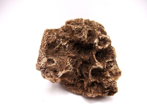 General Devonian Age Hexagonaria Coral Fossils From Arizona For Sale #3a