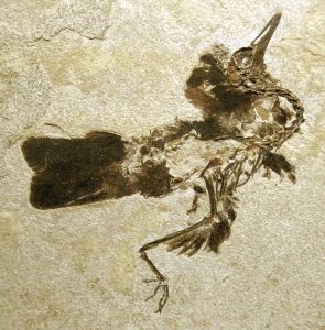 Fossil Bird