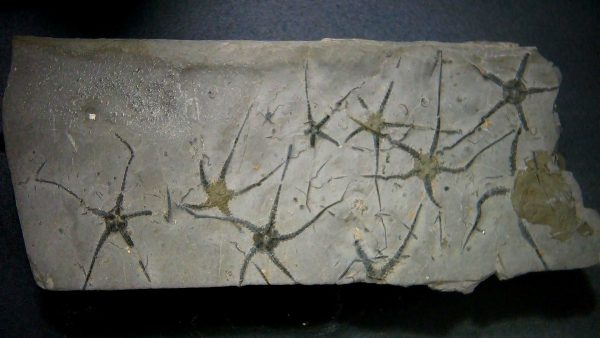 Genuine Jurassic Age Ophiopinna Brittle Stars Fossil for Sale from France #1