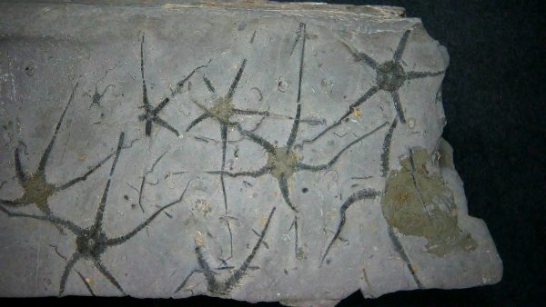 Genuine Jurassic Age Ophiopinna Brittle Stars Fossil for Sale from France #1b