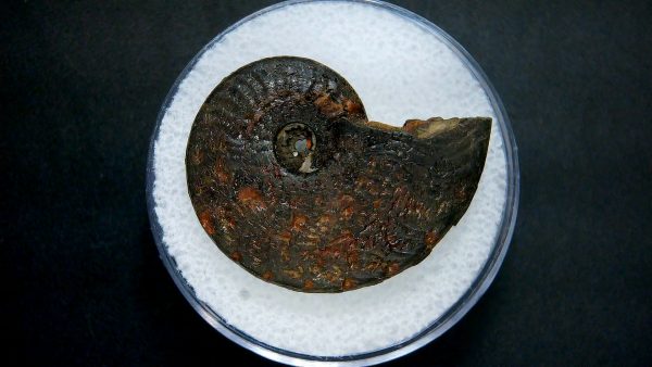 Genuine Jurassic Age Ammonite in Gem Jar Fossil for Sale from France #1