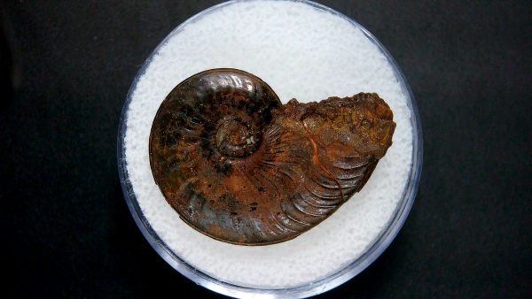 Genuine Jurassic Age Ammonite in Gem Jar Fossil for Sale from France #10