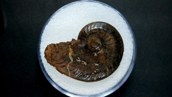 Genuine Jurassic Age Ammonite in Gem Jar Fossil for Sale from France #10a