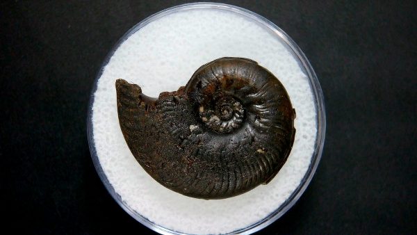 Genuine Jurassic Age Ammonite in Gem Jar Fossil for Sale from France #11