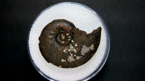 Genuine Jurassic Age Ammonite in Gem Jar Fossil for Sale from France #11a