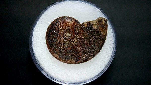 Genuine Jurassic Age Ammonite in Gem Jar Fossil for Sale from France #12