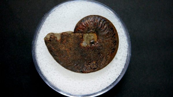 Genuine Jurassic Age Ammonite in Gem Jar Fossil for Sale from France #12a