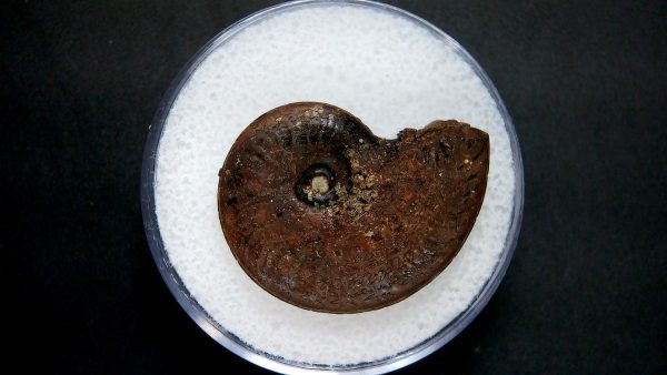 Genuine Jurassic Age Ammonite in Gem Jar Fossil for Sale from France #13