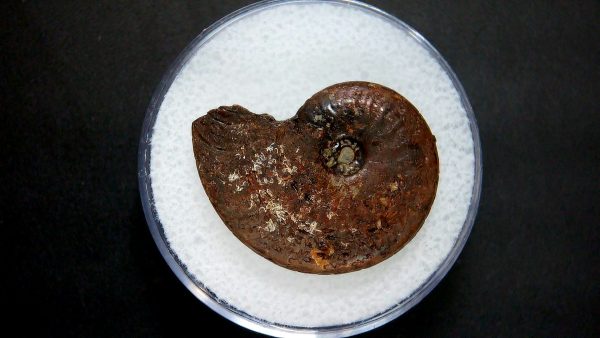 Genuine Jurassic Age Ammonite in Gem Jar Fossil for Sale from France #13a