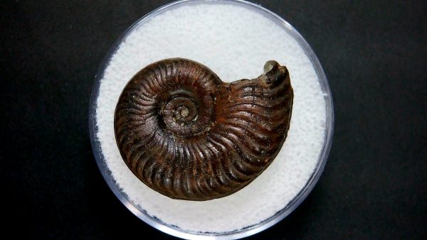 Genuine Jurassic Age Ammonite in Gem Jar Fossil for Sale from France #14