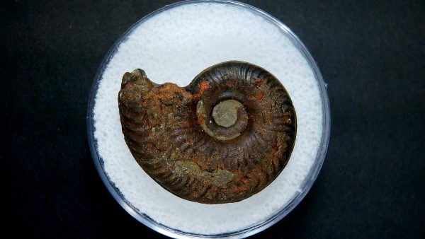 Genuine Jurassic Age Ammonite in Gem Jar Fossil for Sale from France #14a