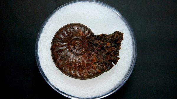 Genuine Jurassic Age Ammonite in Gem Jar Fossil for Sale from France #15