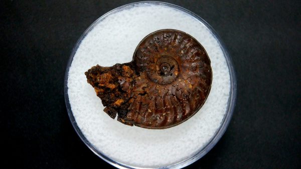 Genuine Jurassic Age Ammonite in Gem Jar Fossil for Sale from France #15a