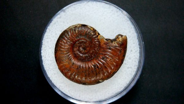 Genuine Jurassic Age Ammonite in Gem Jar Fossil for Sale from France #16