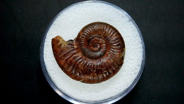 Genuine Jurassic Age Ammonite in Gem Jar Fossil for Sale from France #16a