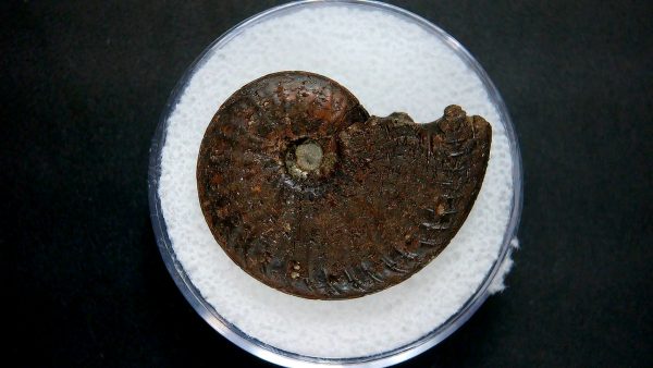 Genuine Jurassic Age Ammonite in Gem Jar Fossil for Sale from France #17