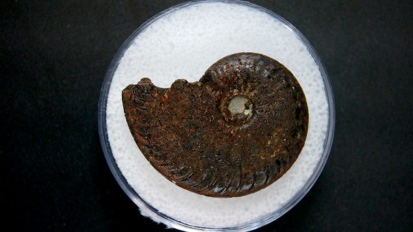 Genuine Jurassic Age Ammonite in Gem Jar Fossil for Sale from France #17a