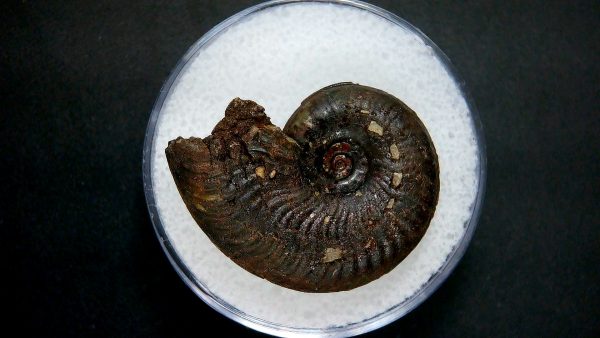 Genuine Jurassic Age Ammonite in Gem Jar Fossil for Sale from France #18