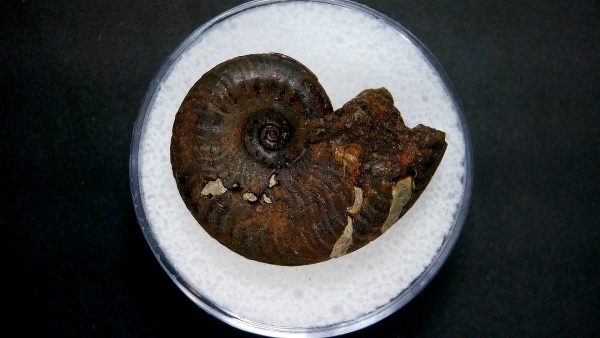 Genuine Jurassic Age Ammonite in Gem Jar Fossil for Sale from France #18a