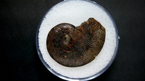 Genuine Jurassic Age Ammonite in Gem Jar Fossil for Sale from France #19