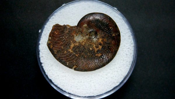 Genuine Jurassic Age Ammonite in Gem Jar Fossil for Sale from France #19a