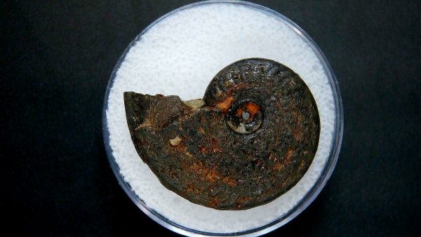 Genuine Jurassic Age Ammonite in Gem Jar Fossil for Sale from France #1a