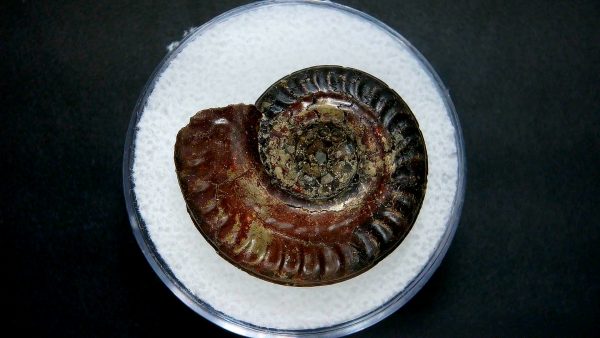 Genuine Jurassic Age Ammonite in Gem Jar Fossil for Sale from France #2