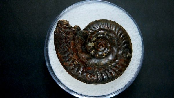 Genuine Jurassic Age Ammonite in Gem Jar Fossil for Sale from France #20