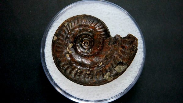 Genuine Jurassic Age Ammonite in Gem Jar Fossil for Sale from France #20a