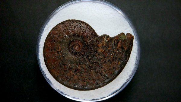 Genuine Jurassic Age Ammonite in Gem Jar Fossil for Sale from France #21