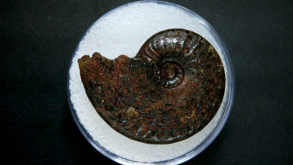 Genuine Jurassic Age Ammonite in Gem Jar Fossil for Sale from France #21a