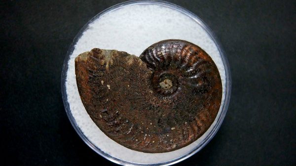 Genuine Jurassic Age Ammonite in Gem Jar Fossil for Sale from France #22