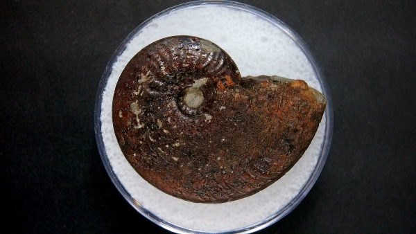 Genuine Jurassic Age Ammonite in Gem Jar Fossil for Sale from France #22a