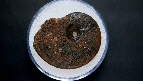 Genuine Jurassic Age Ammonite in Gem Jar Fossil for Sale from France #23