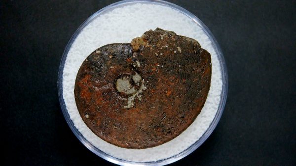 Genuine Jurassic Age Ammonite in Gem Jar Fossil for Sale from France #23a