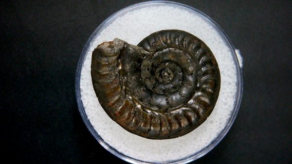 Genuine Jurassic Age Ammonite in Gem Jar Fossil for Sale from France #24