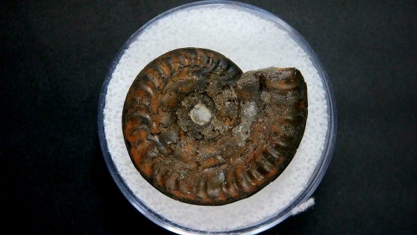 Genuine Jurassic Age Ammonite in Gem Jar Fossil for Sale from France #24a