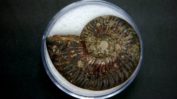 Genuine Jurassic Age Ammonite in Gem Jar Fossil for Sale from France #25