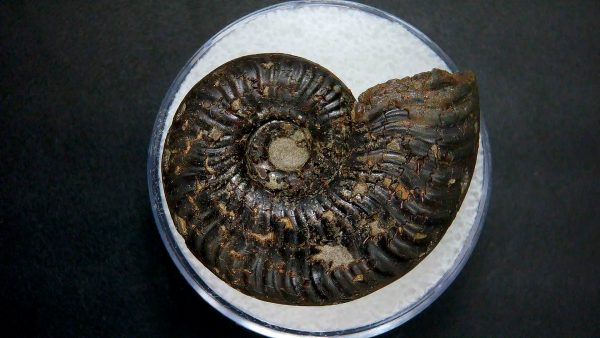 Genuine Jurassic Age Ammonite in Gem Jar Fossil for Sale from France #25a