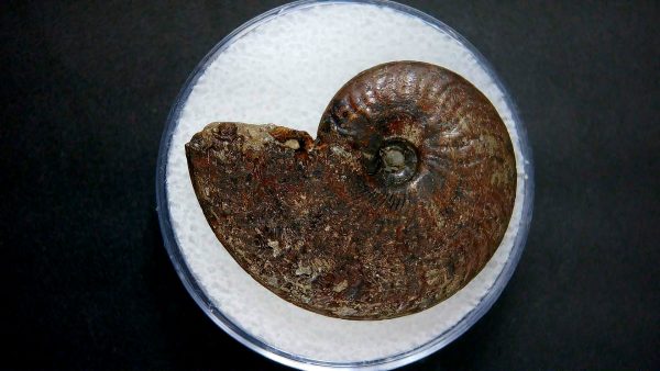 Genuine Jurassic Age Ammonite in Gem Jar Fossil for Sale from France #26